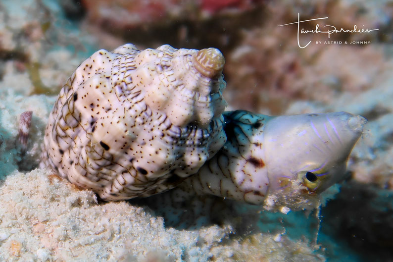 Mit gefangenem Fisch im Schlepptau