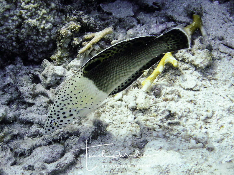 Female adult