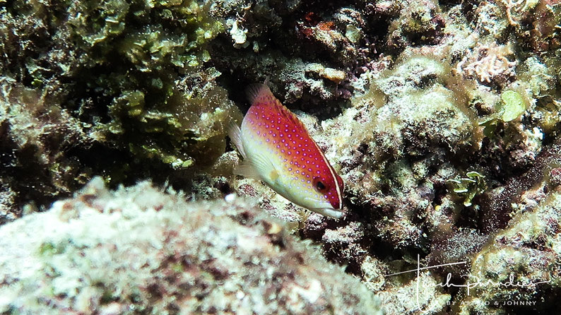 Juvenile