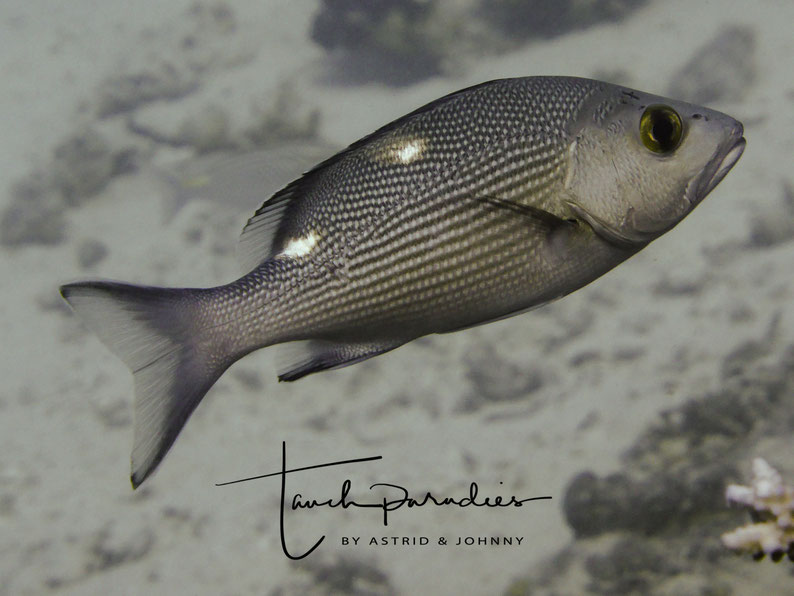 Juvenile 