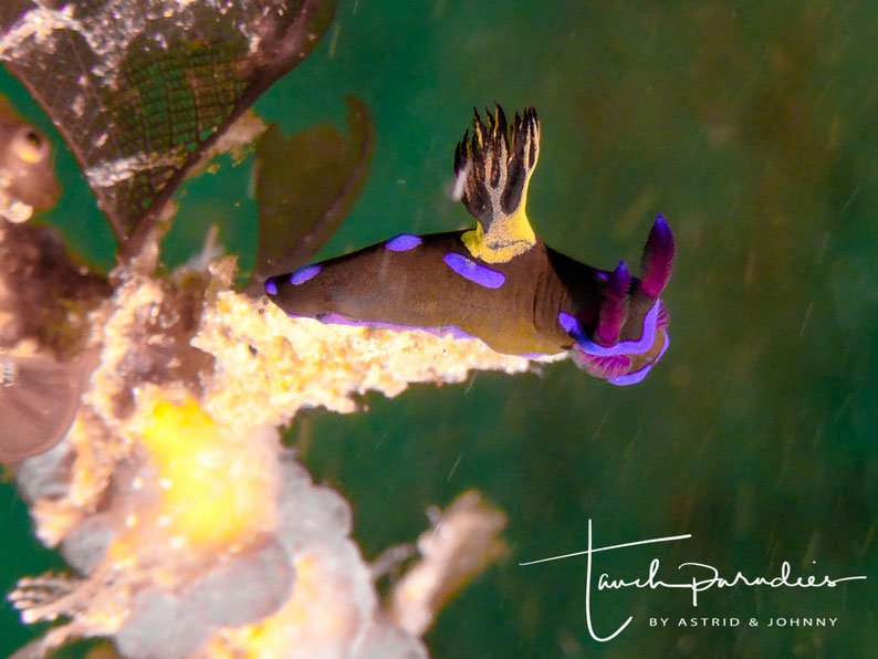 Juvenile