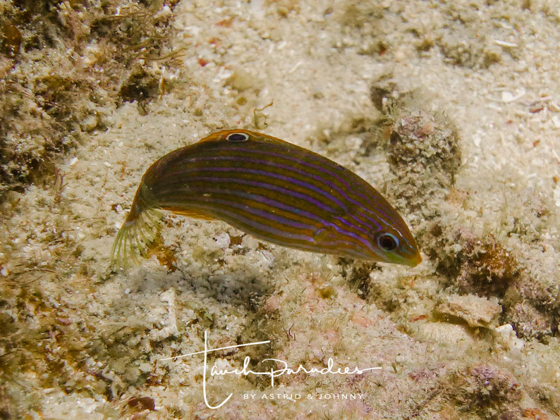 Juvenile