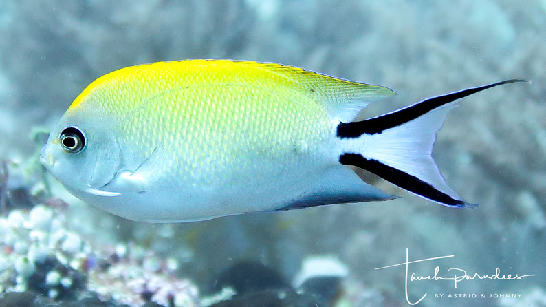 Female