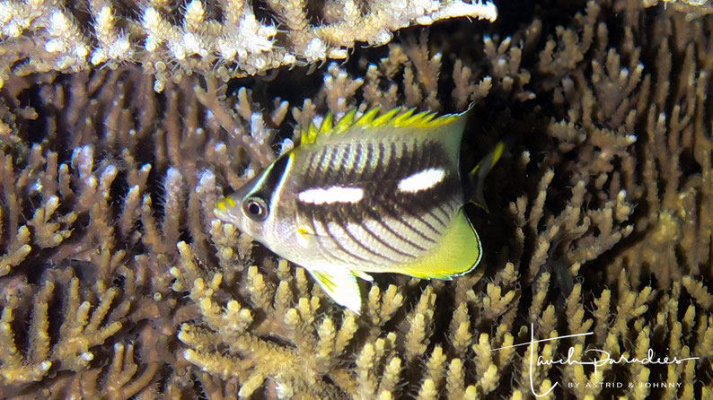 Juvenile