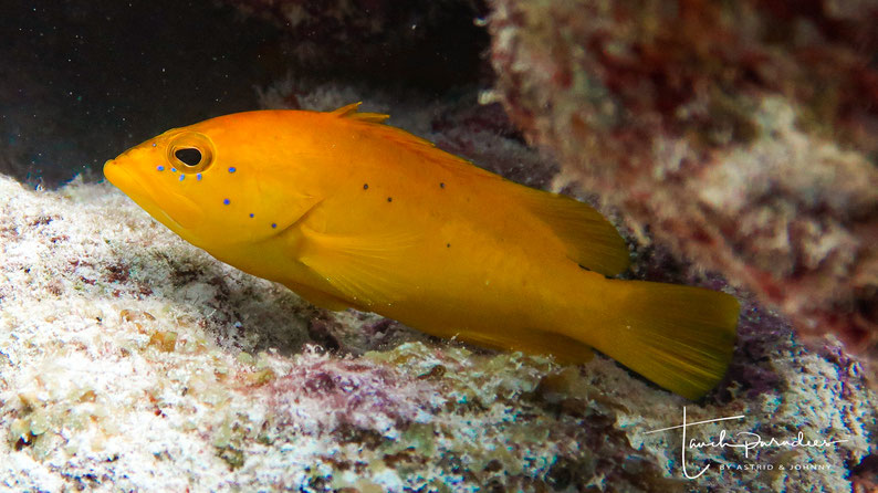 Juvenile