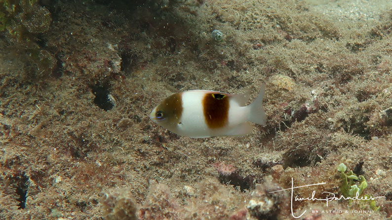Juvenile
