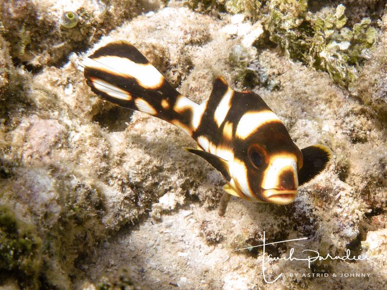 Juvenile