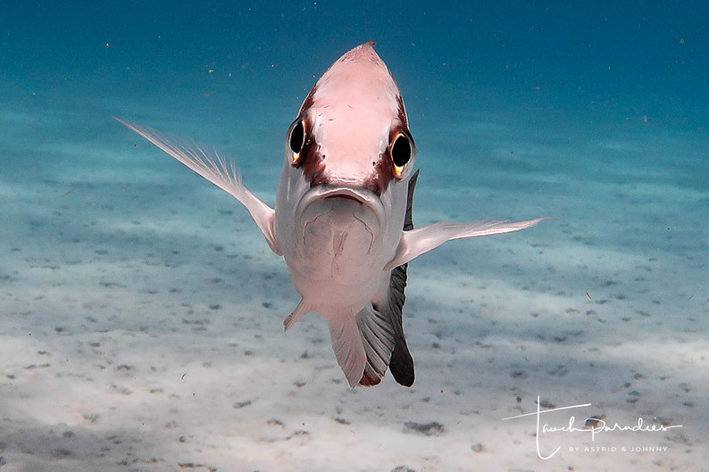 Animal with dark band through the eye