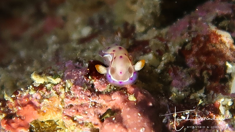 Juvenile