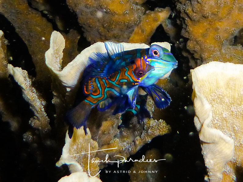 Male and Female