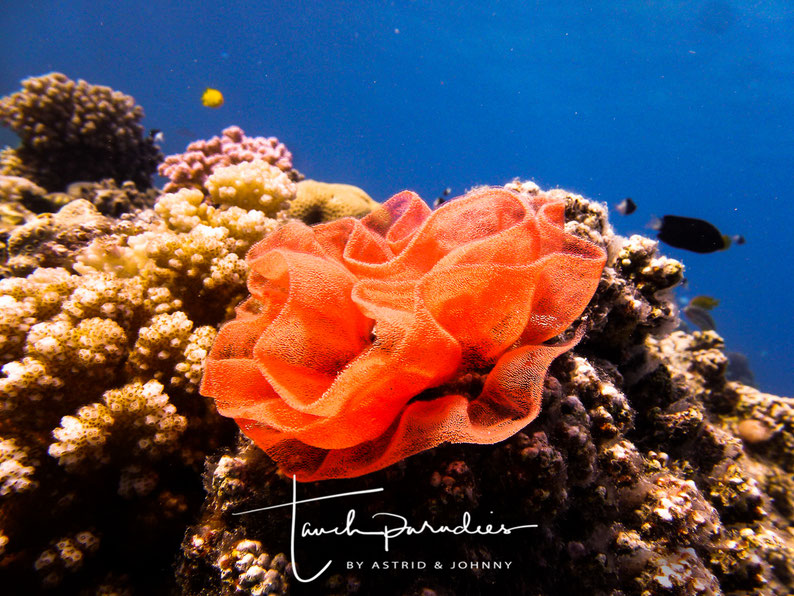 Gelege der Hexabranchus sanguineus