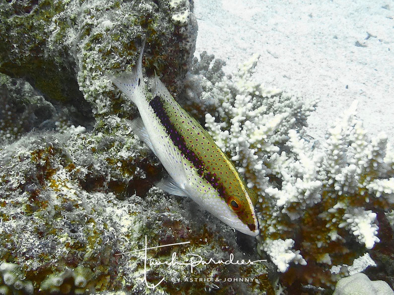 Semi-adult