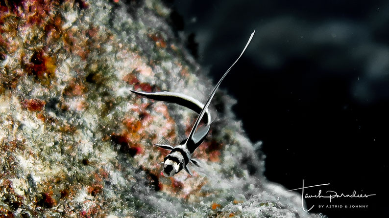 Juvenile