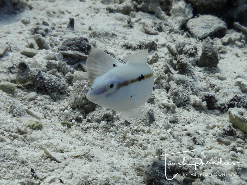 Juvenile
