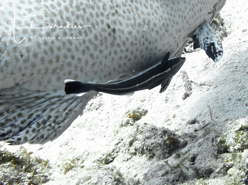Attached to tiger grouper