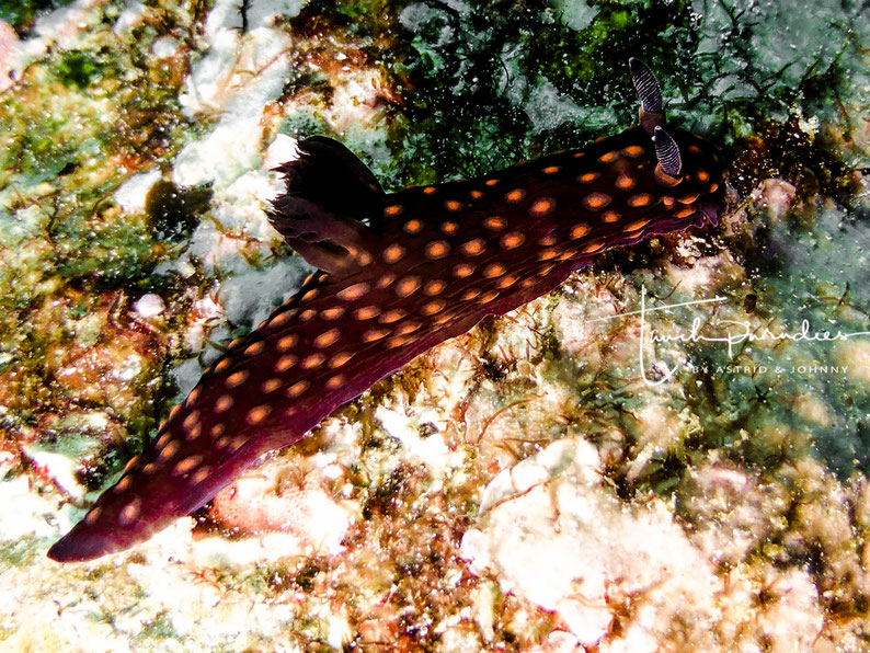 Juvenile
