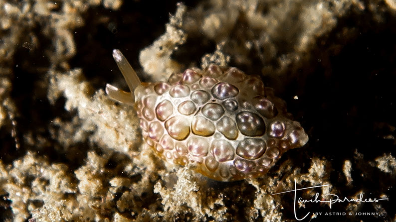 Juvenile