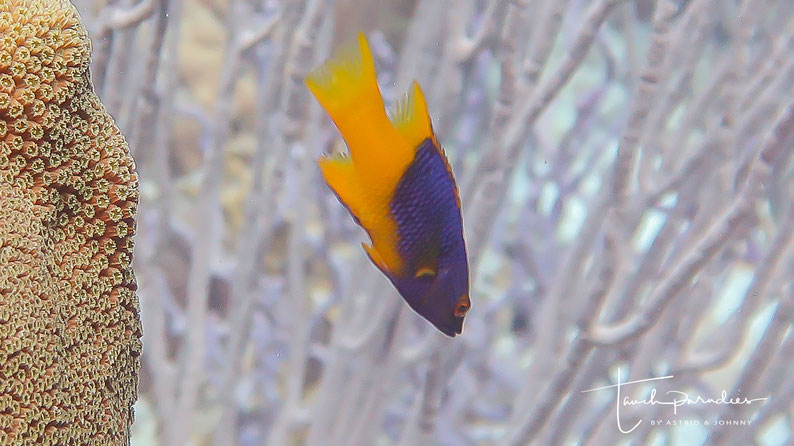 Juvenile