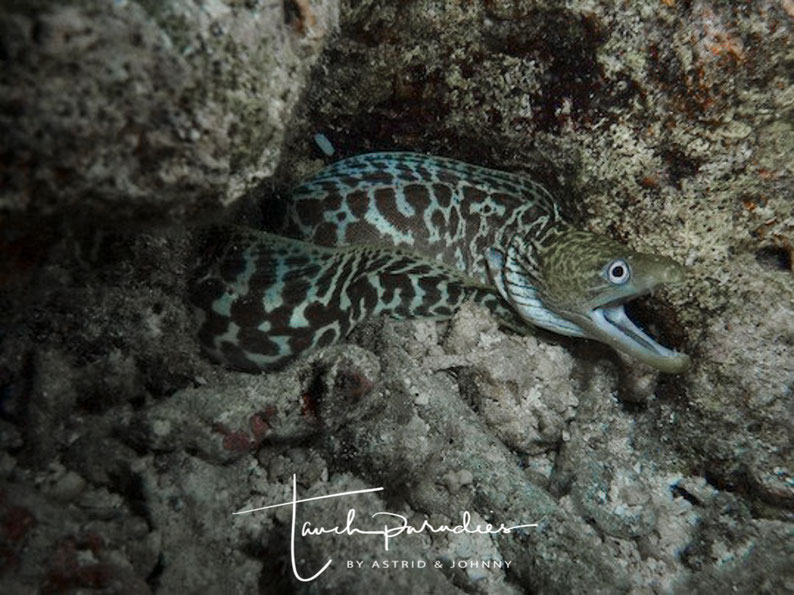 Juvenile