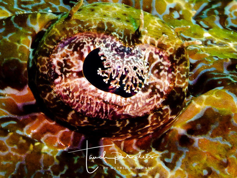 Eye of the fish