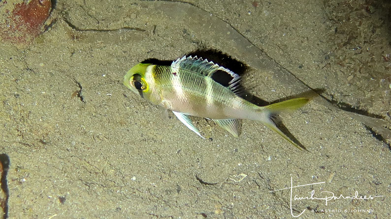 Juvenile
