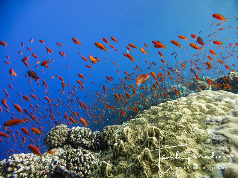 Swarm in Hurghada ( Egypt )