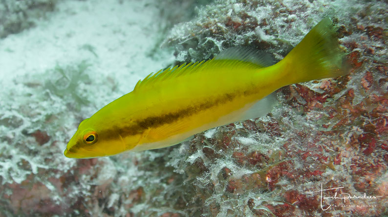 Juvenile