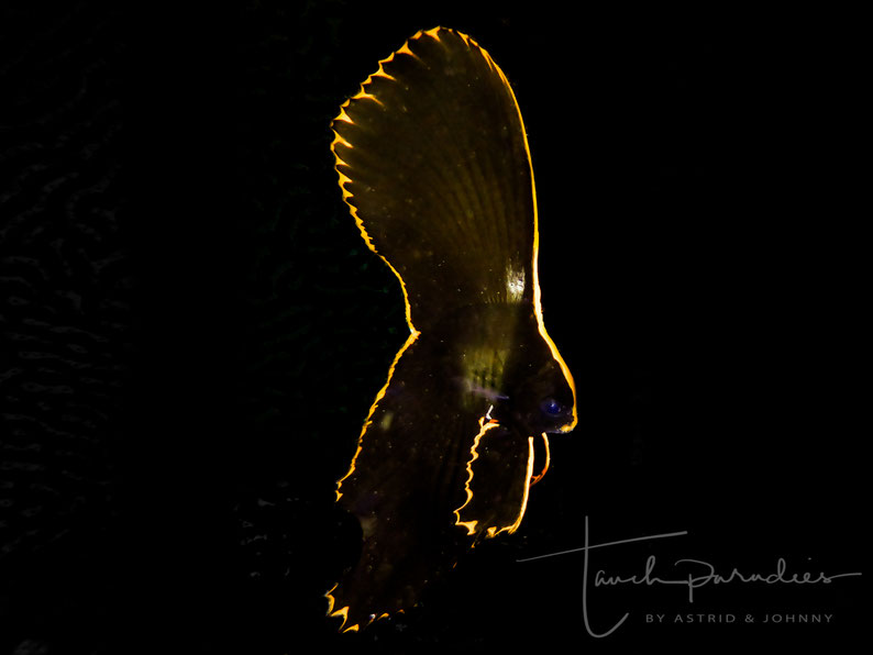 Juvenile