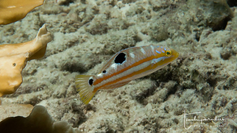 Juvenile 