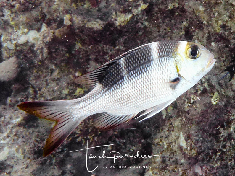 Juvenile --> Initial phase