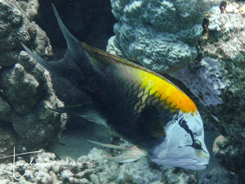 Männchen