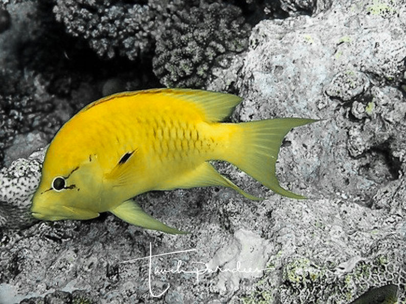 Female