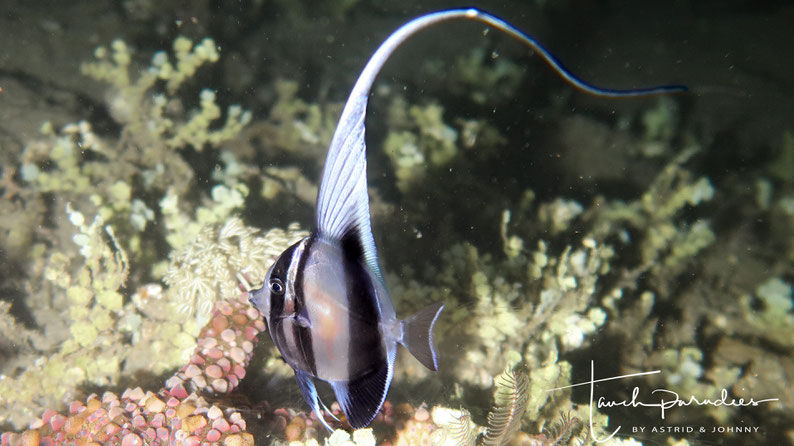 Juvenile