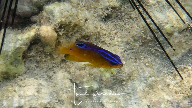 Juvenile 