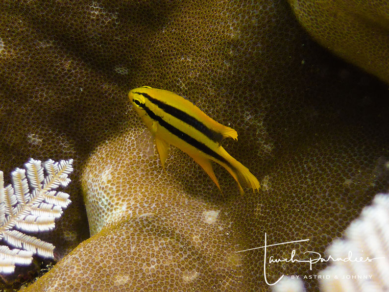 Juvenile 