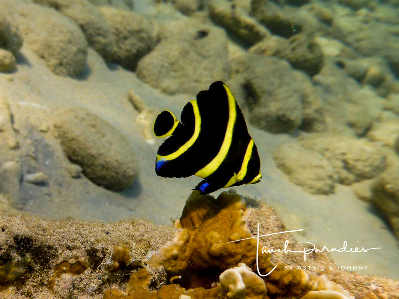 Juvenile 