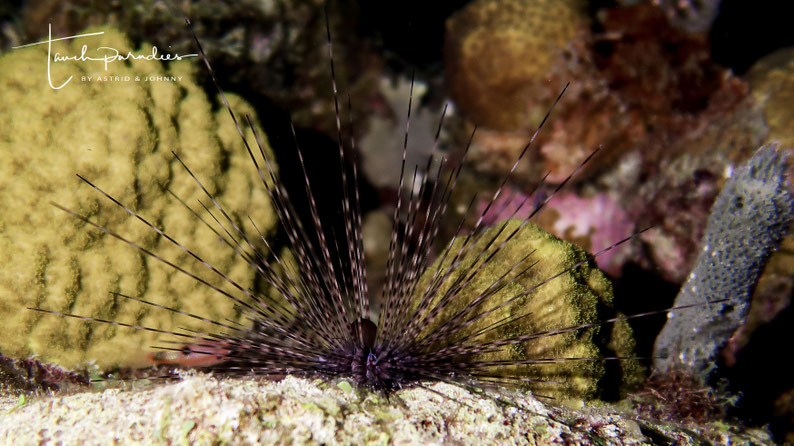 Juvenile