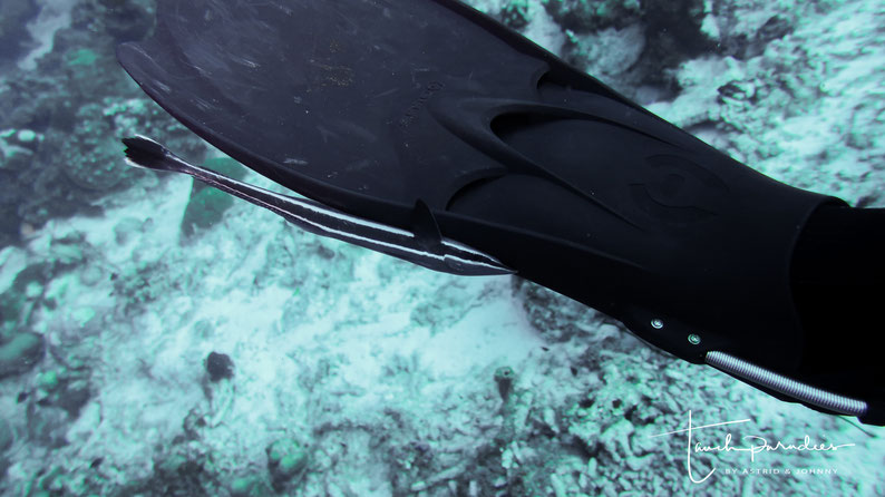Attached to the swimming fin of our friend Robert
