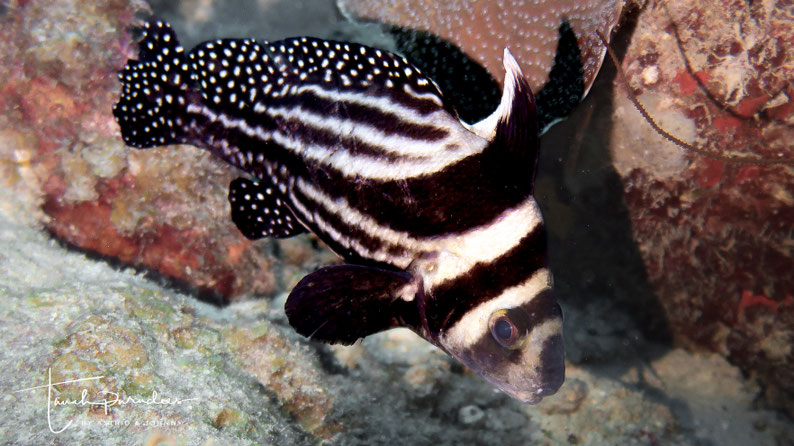 Adult