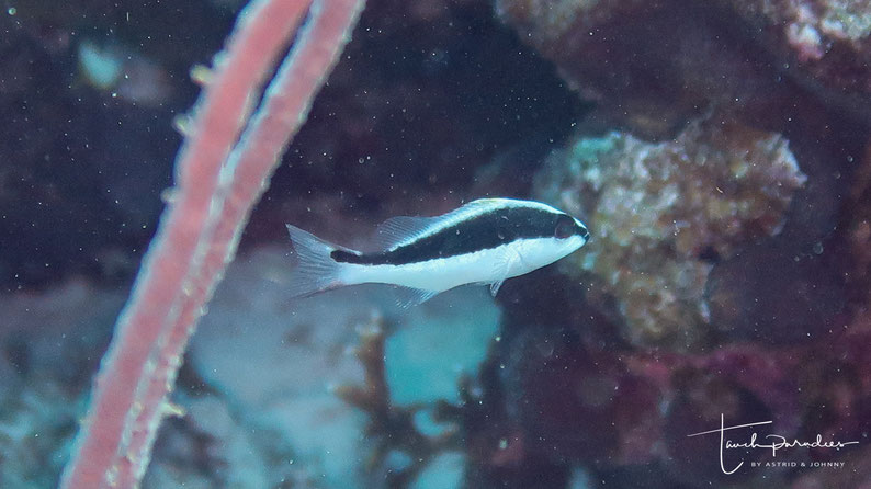 Juvenile