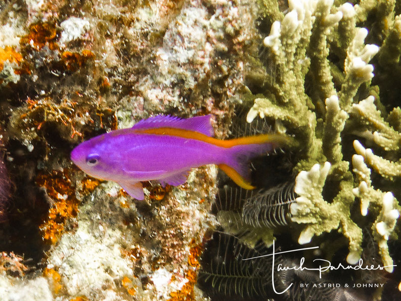 Female