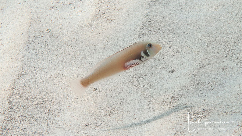 Weibchen