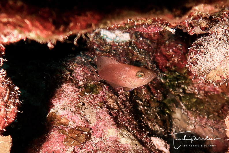 Juvenile 