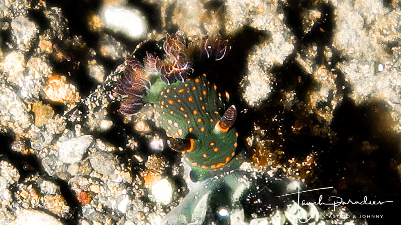 Juvenile