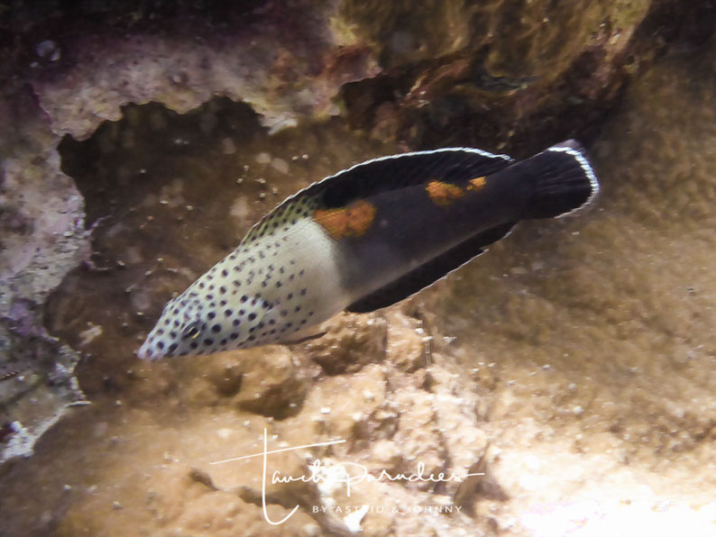 Initial phase ( female )