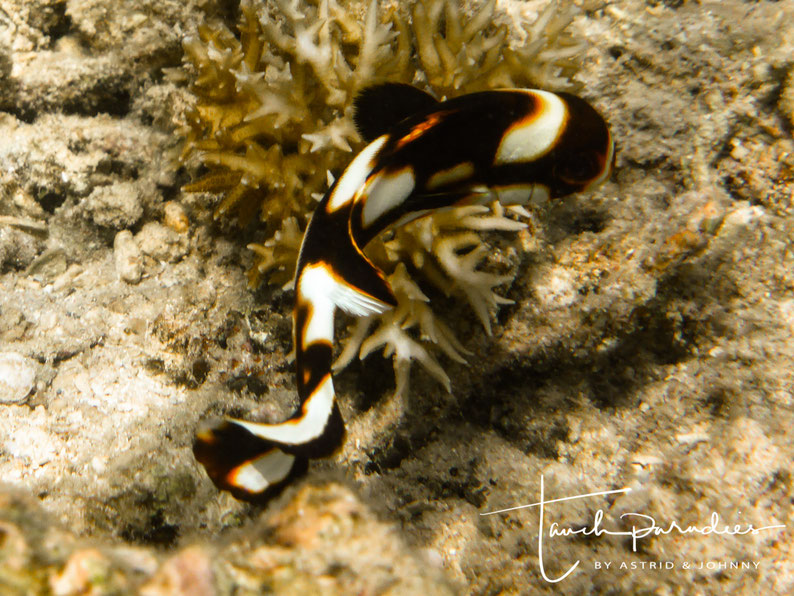 Juvenile 