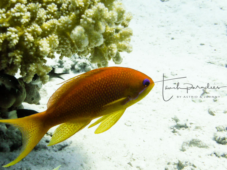 Female in Egypt