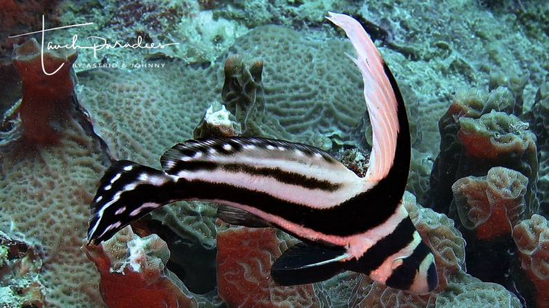 Transition from juvenile form to adult animal