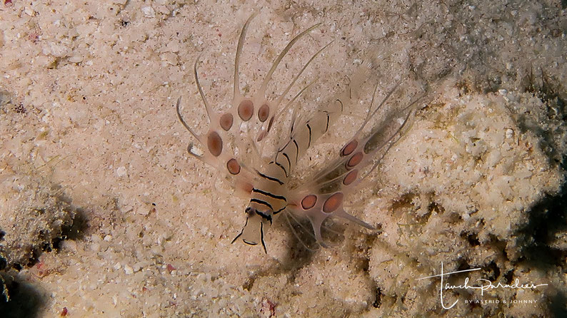  Juvenile about 2 cm in size