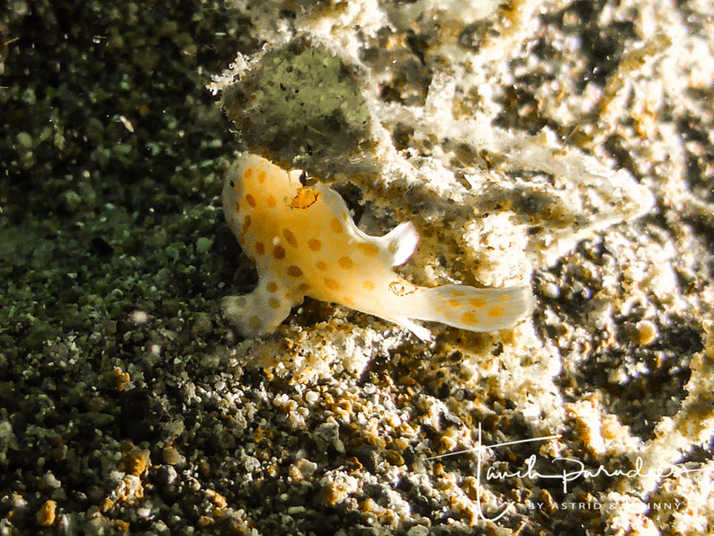 Juvenile